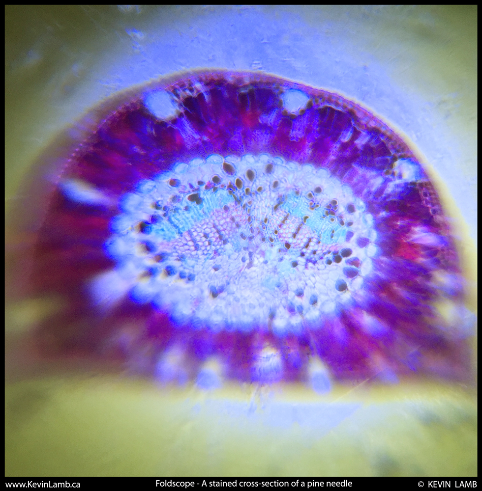 Foldscope-GlassSlide-PineNeedleXsection-Feb15th2015-1web.jpg