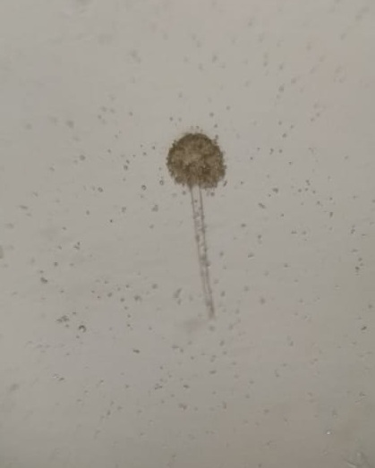 aspergillus.jpg