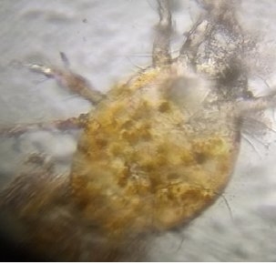 red-spider-mite.png