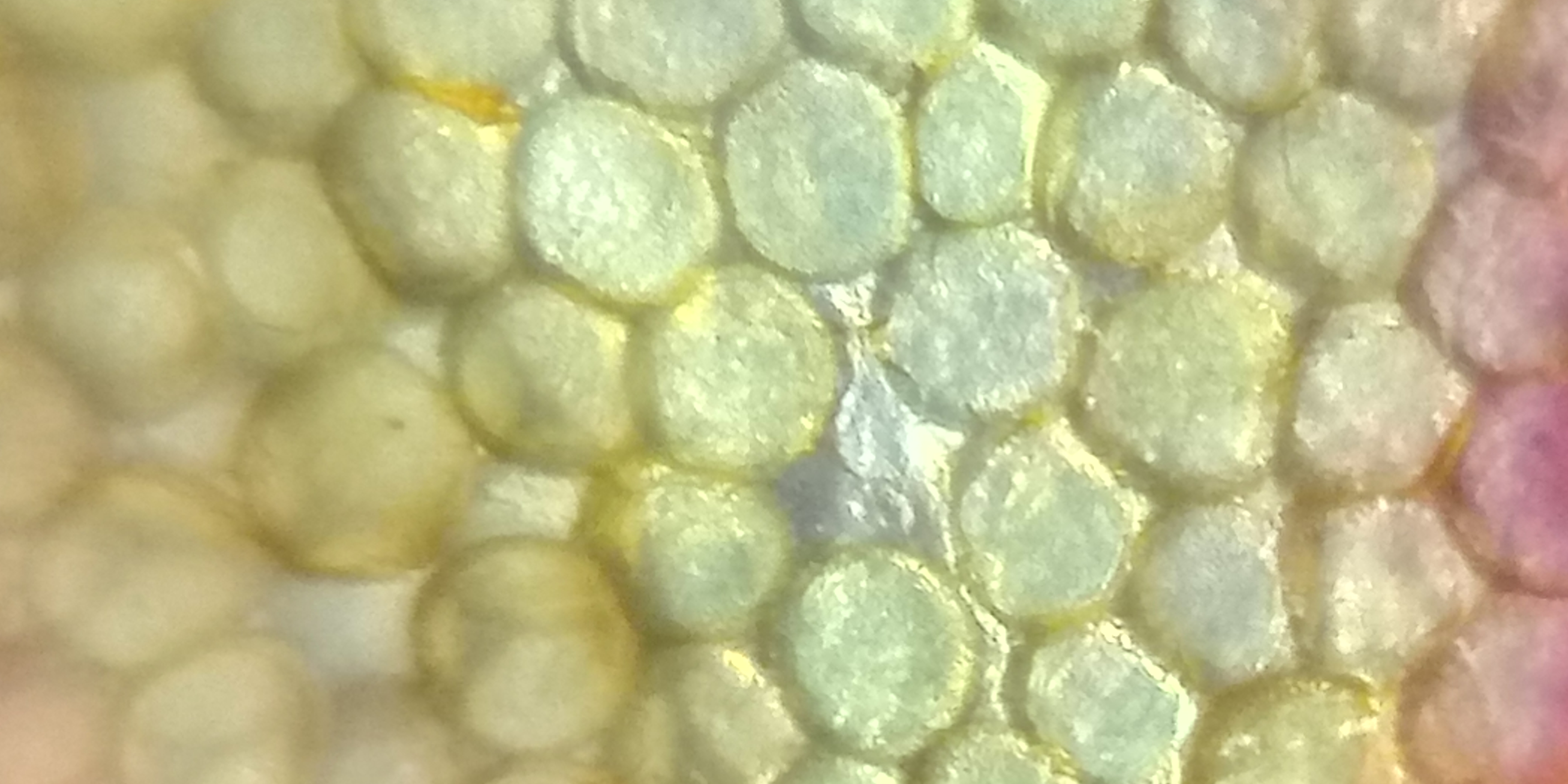 pollen-grain-11.jpg