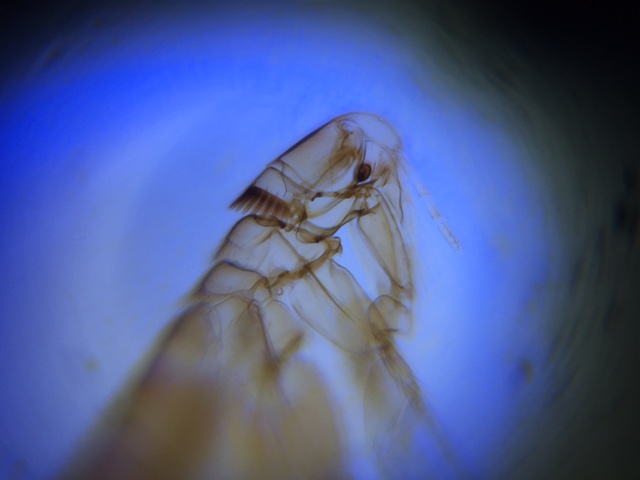 Dog-Flea.jpg