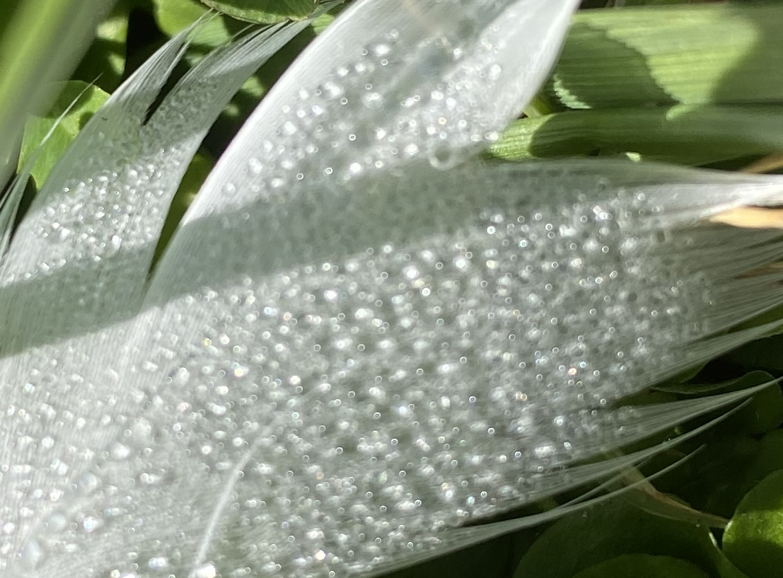 feather_2.png