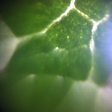 Leaf-Picture-1.jpg