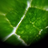 Leaf-Picture-2.jpg