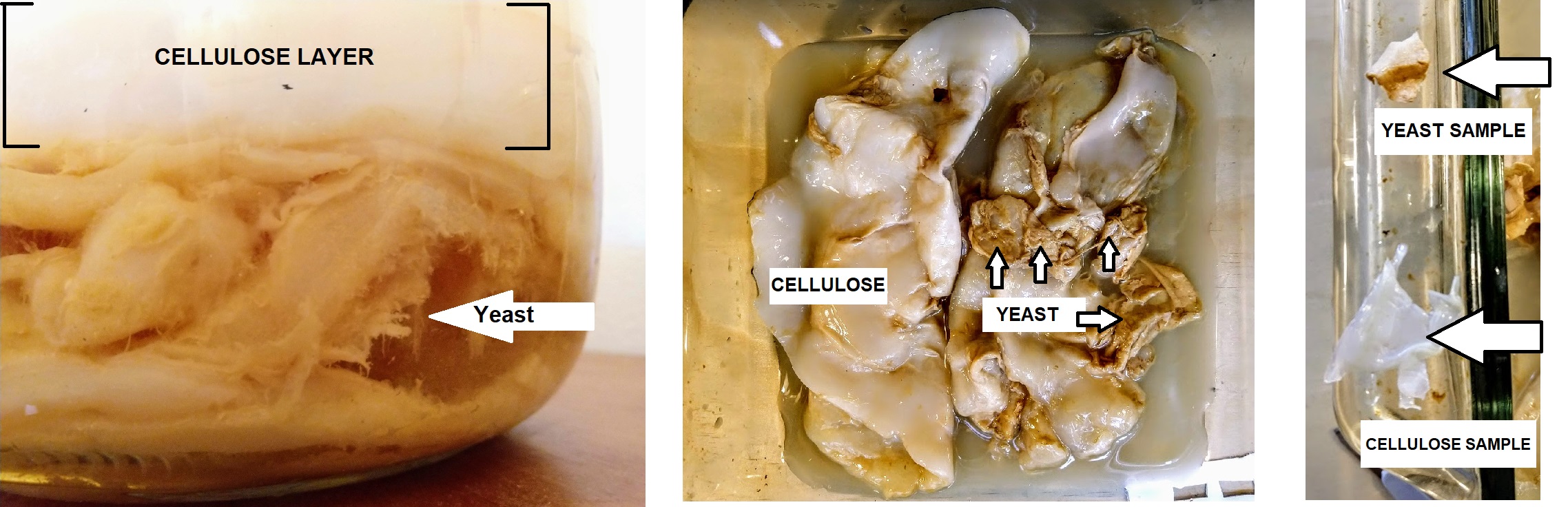 Yeast-vs-CEllulose.jpg