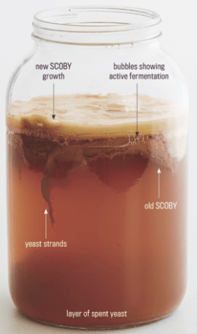 kombucha-scoby-e1533583035692.png