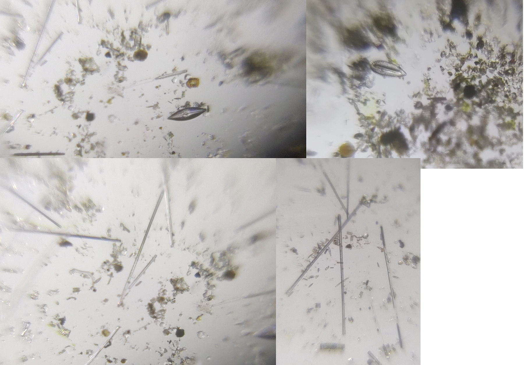 diatoms_collage.png