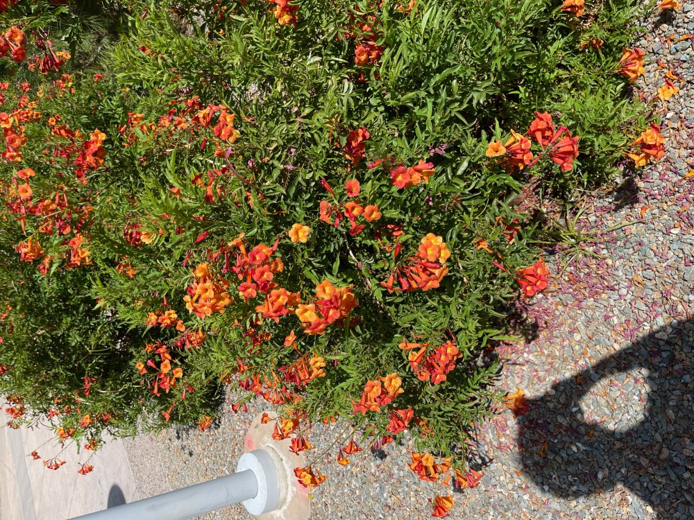 orange-flowers-s.jpeg