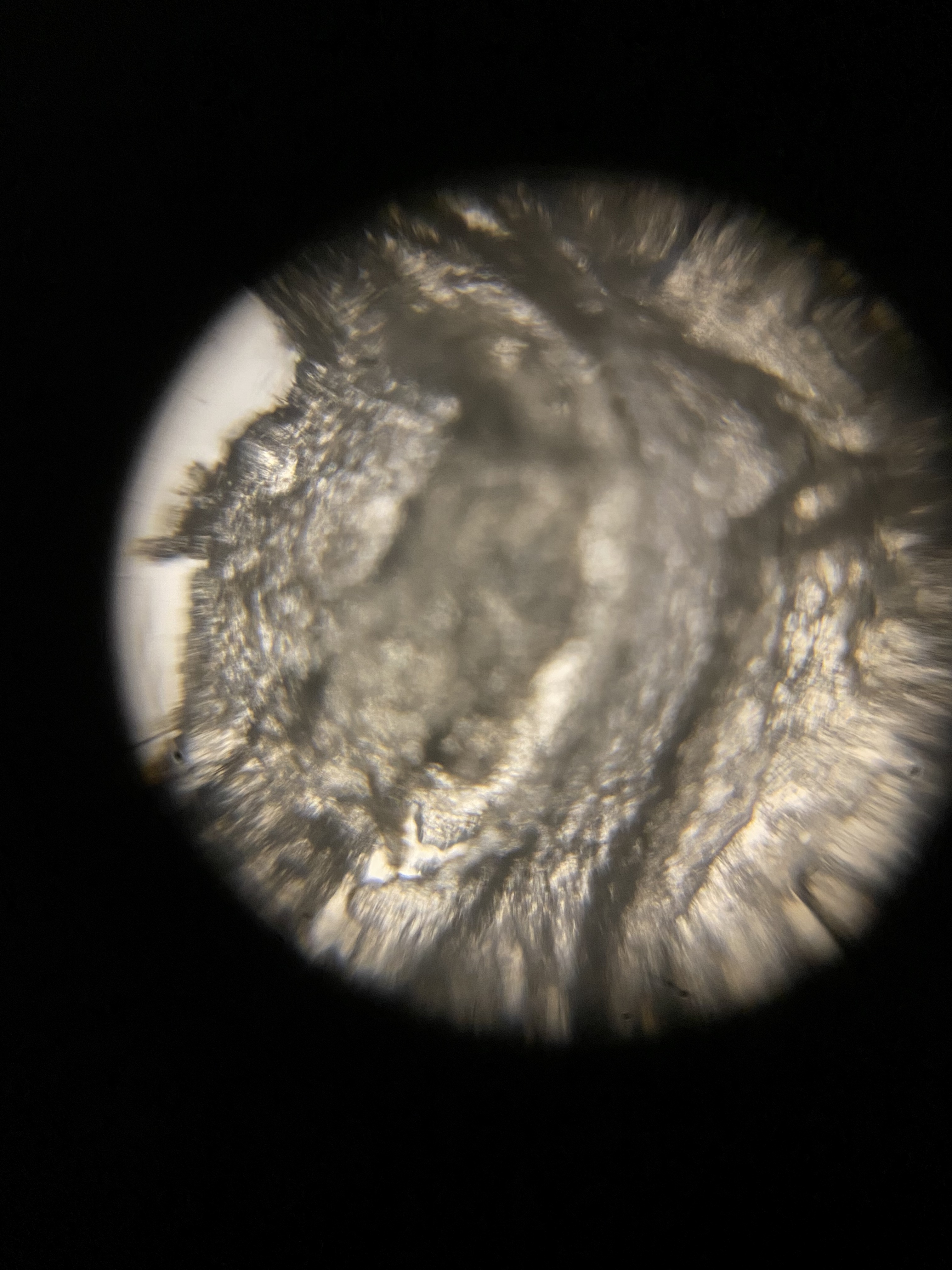 Foldscope-skin.jpg