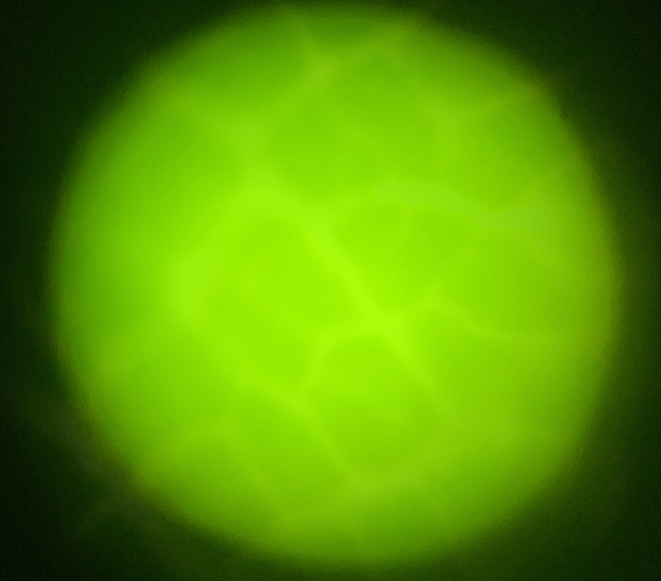 foldscope-leaf-1.png