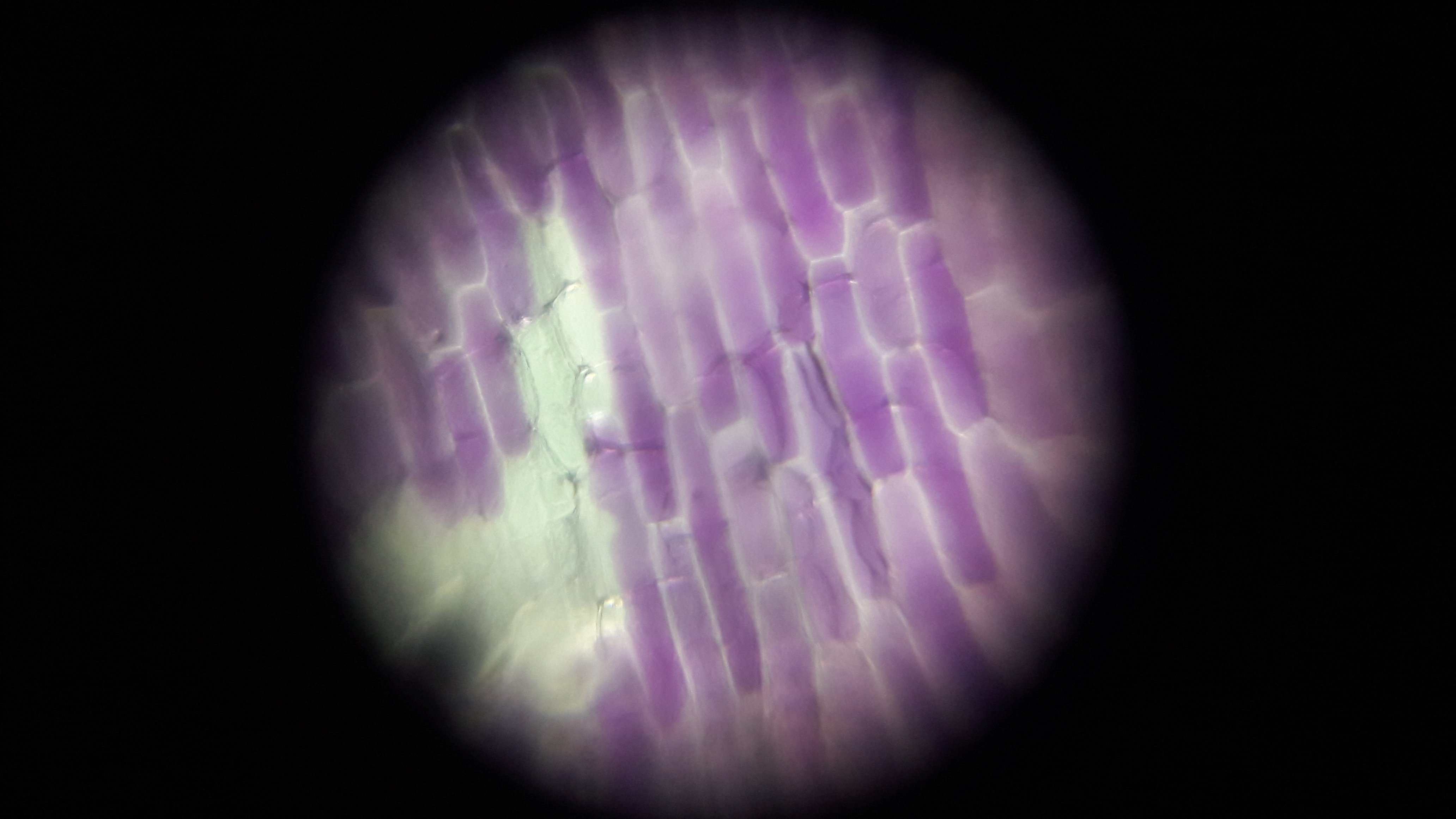 onion-cell-o-layer