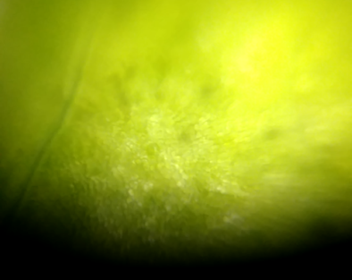 cucumber-peel4.png