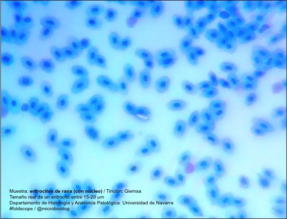 eritrocitos-rana.jpg