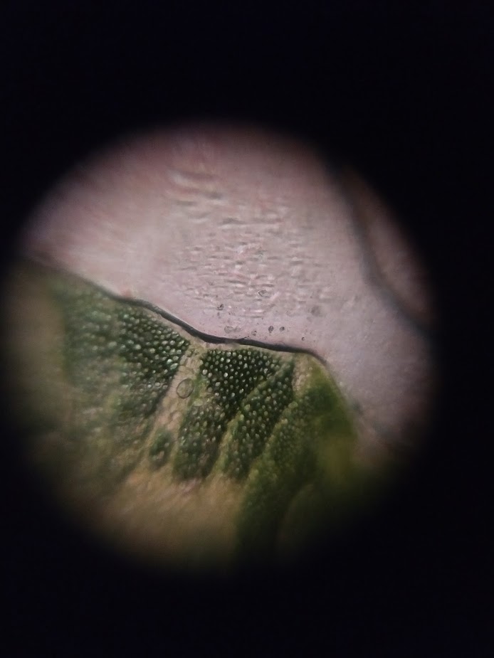 foldscope-moss-1.jpg