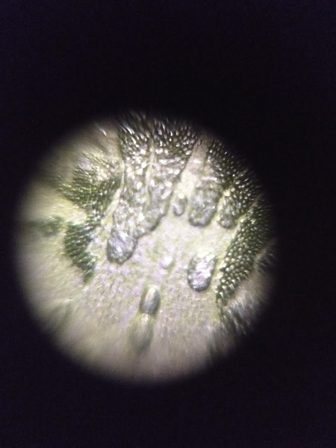 foldscope-moss-2.jpg