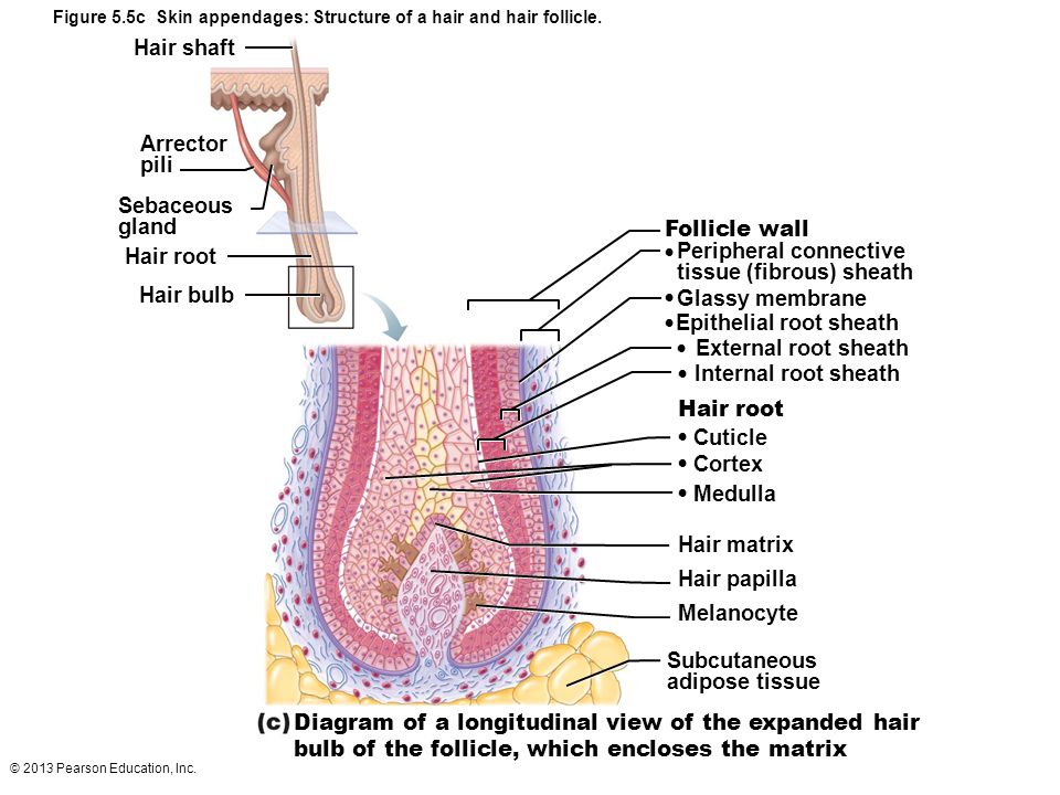 Figure5.5cSkinappendages_Structureofahairandhairfollicle..jpg
