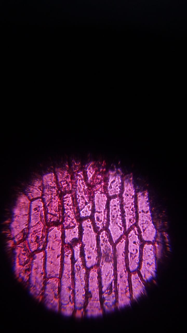 Onion-skin-cellsepidermal-stained-with-safranin.jpeg
