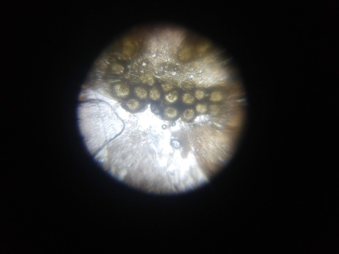 0-Mold-in-Curd-Foldscope.jpg