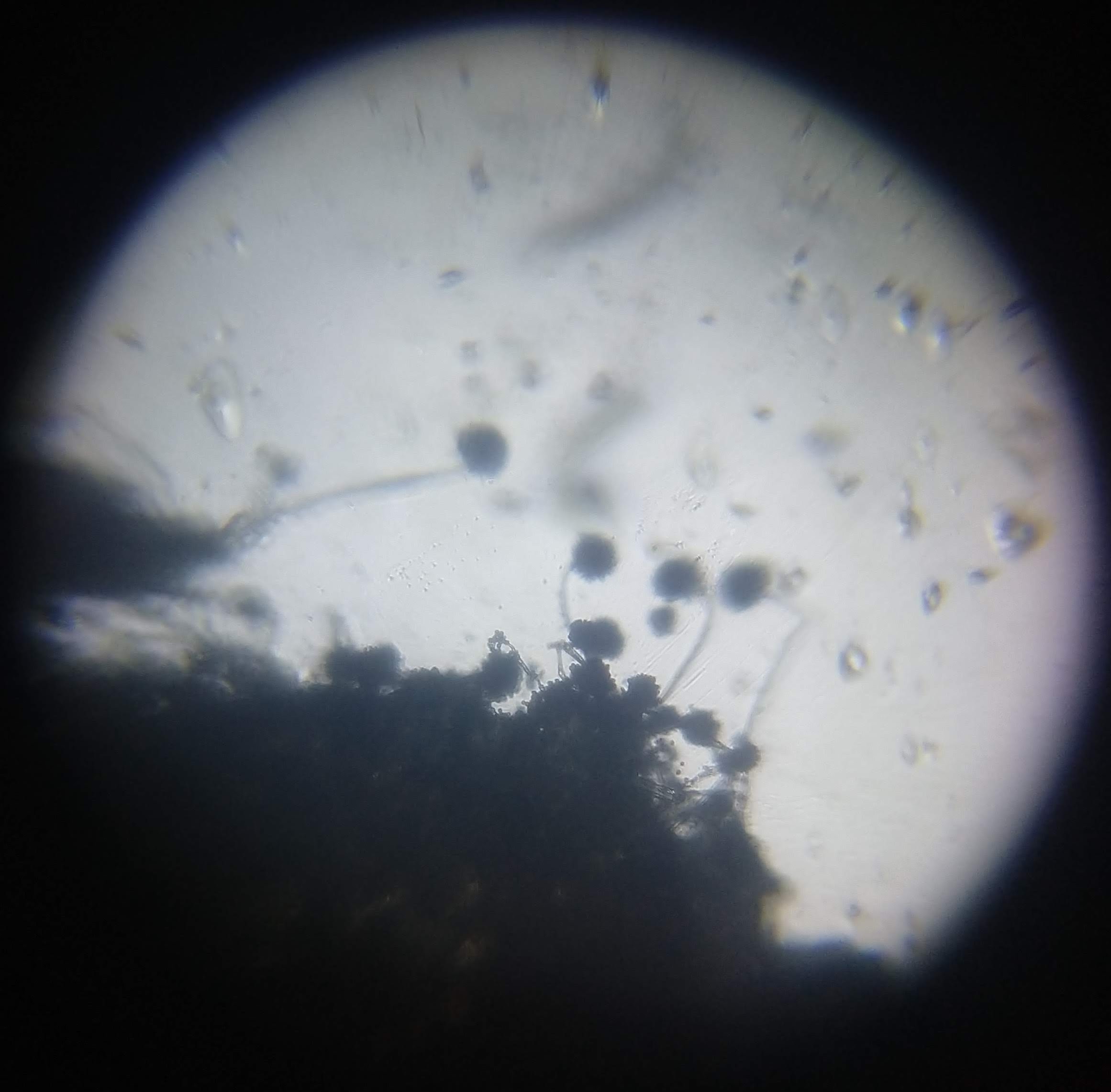 Mold-on-Bread-Foldscope-A.jpg