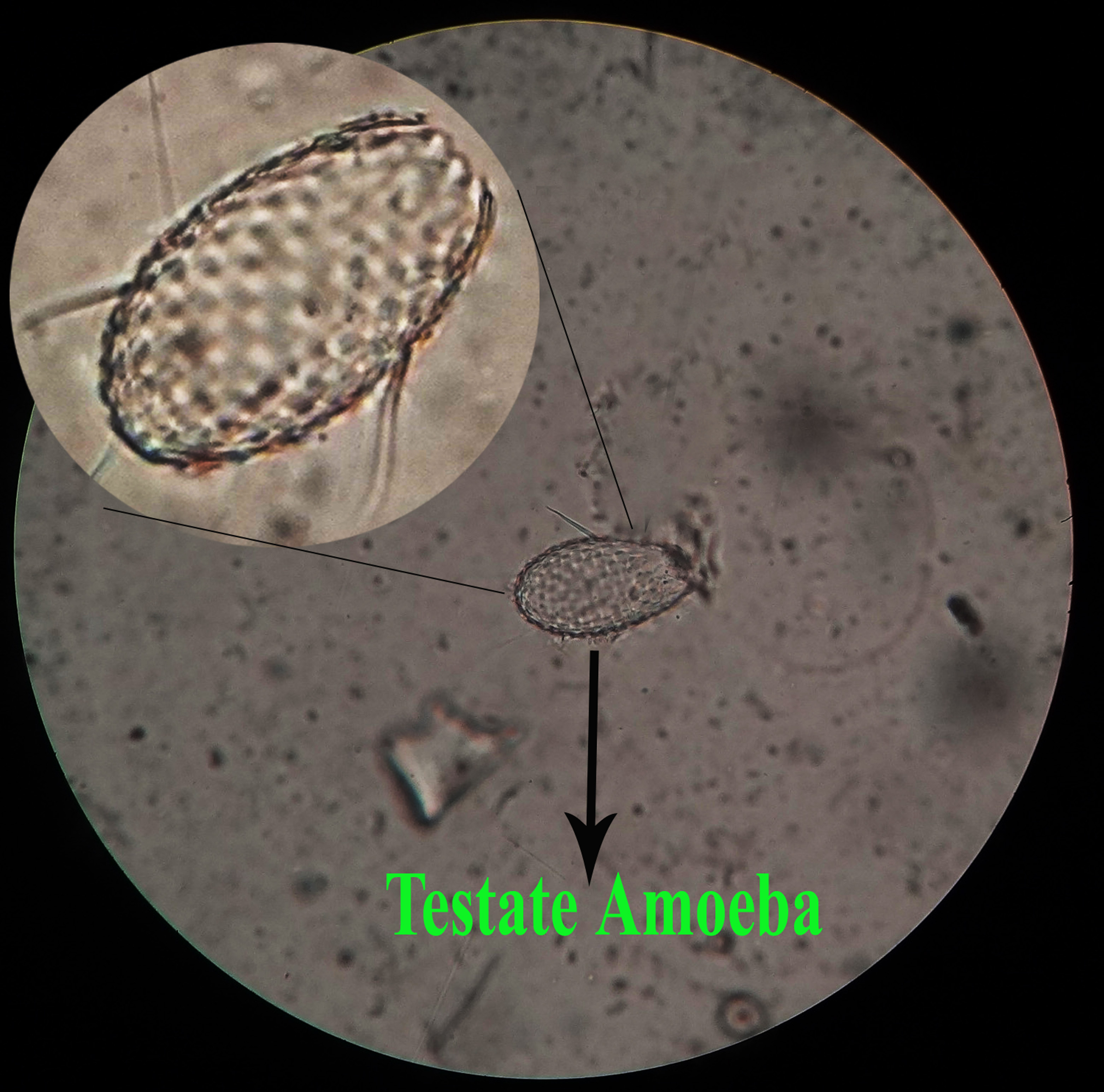 testate-amoeba-111.jpg