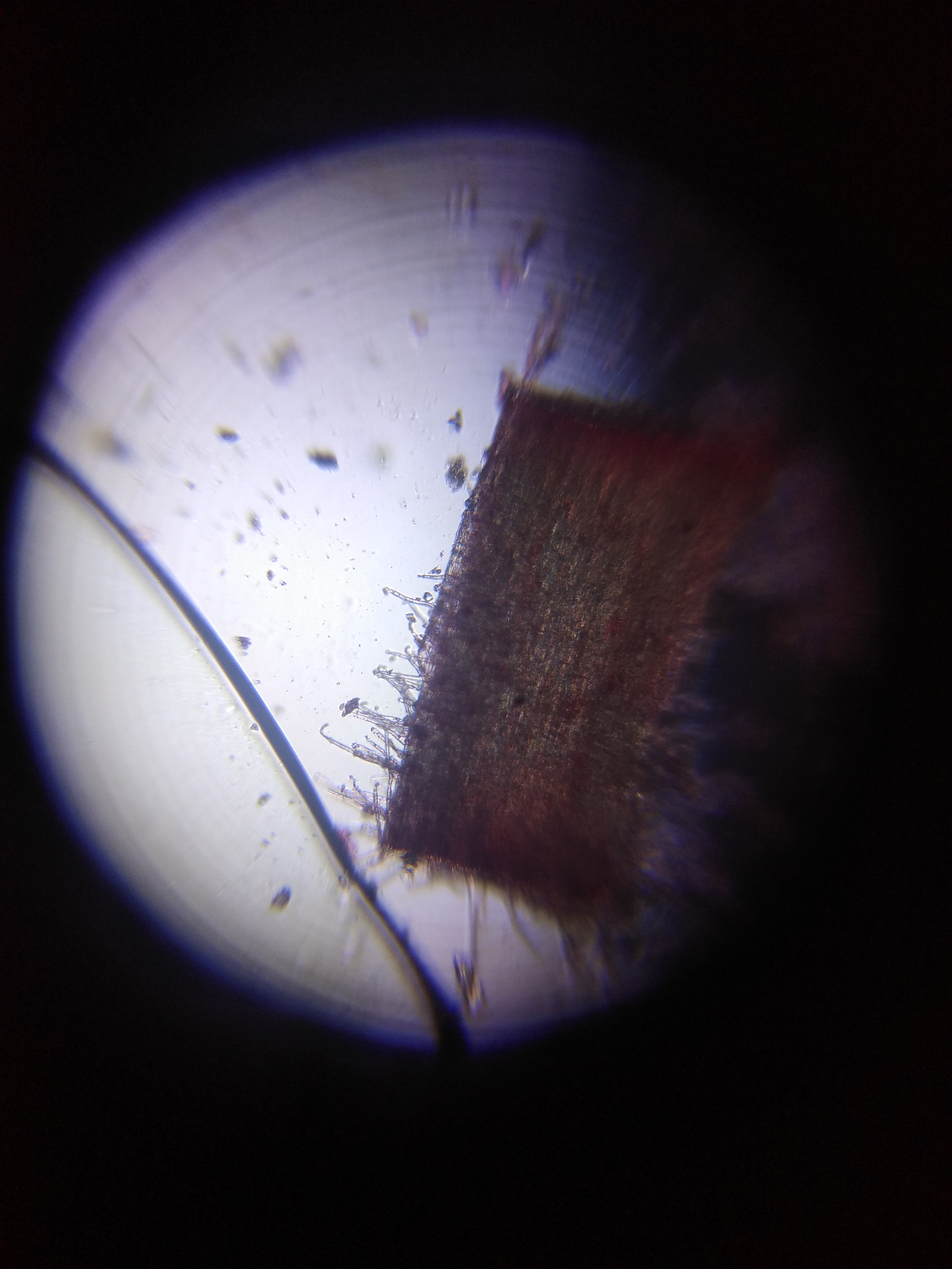 Rice-root-hairs.jpg