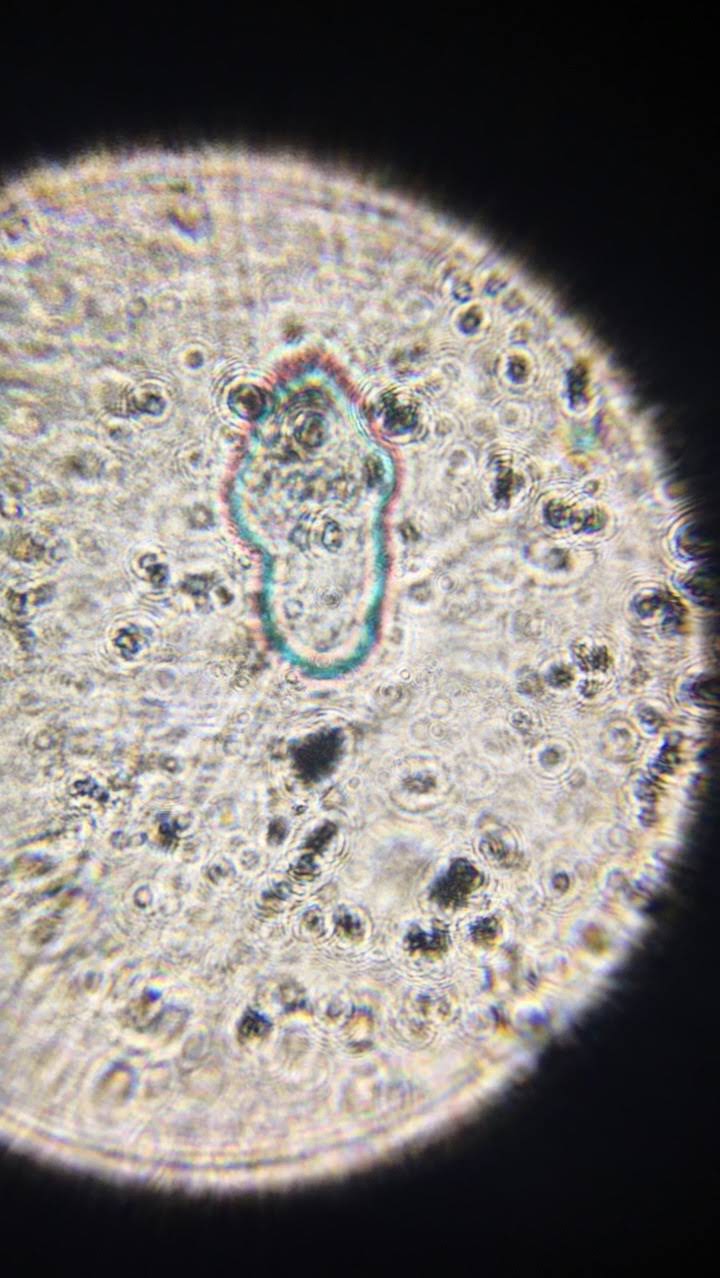 paramecium.jpg