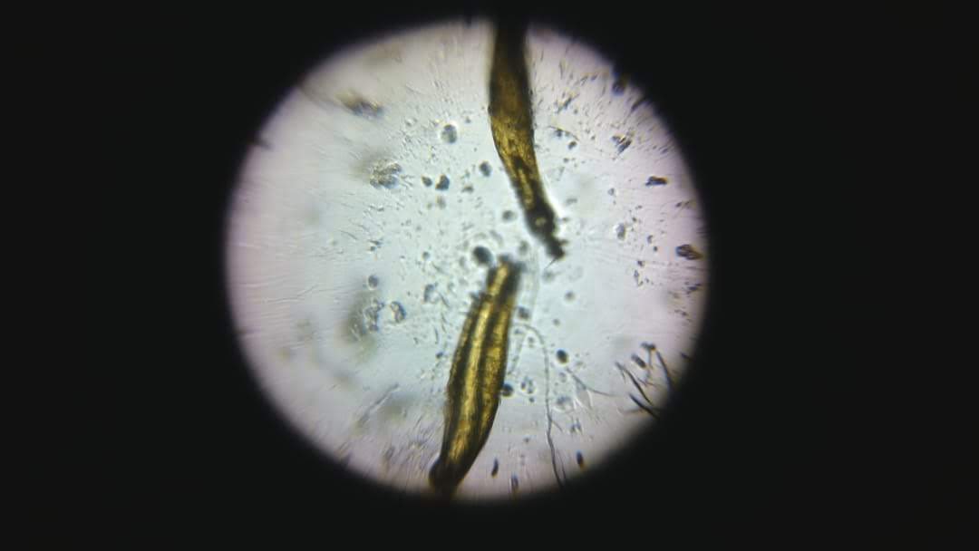 euglena.jpg