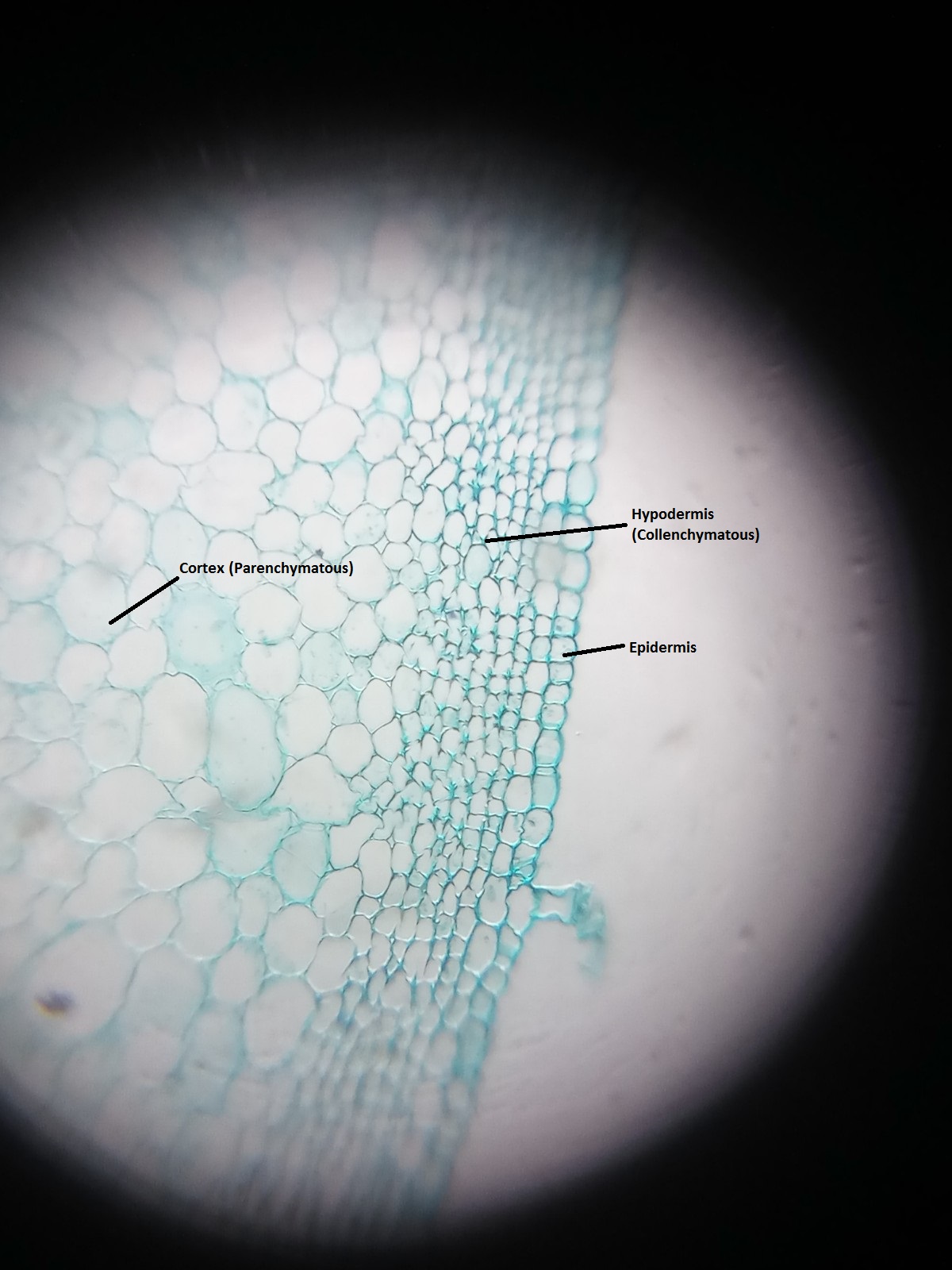 dicot-stem-ts-1.jpg