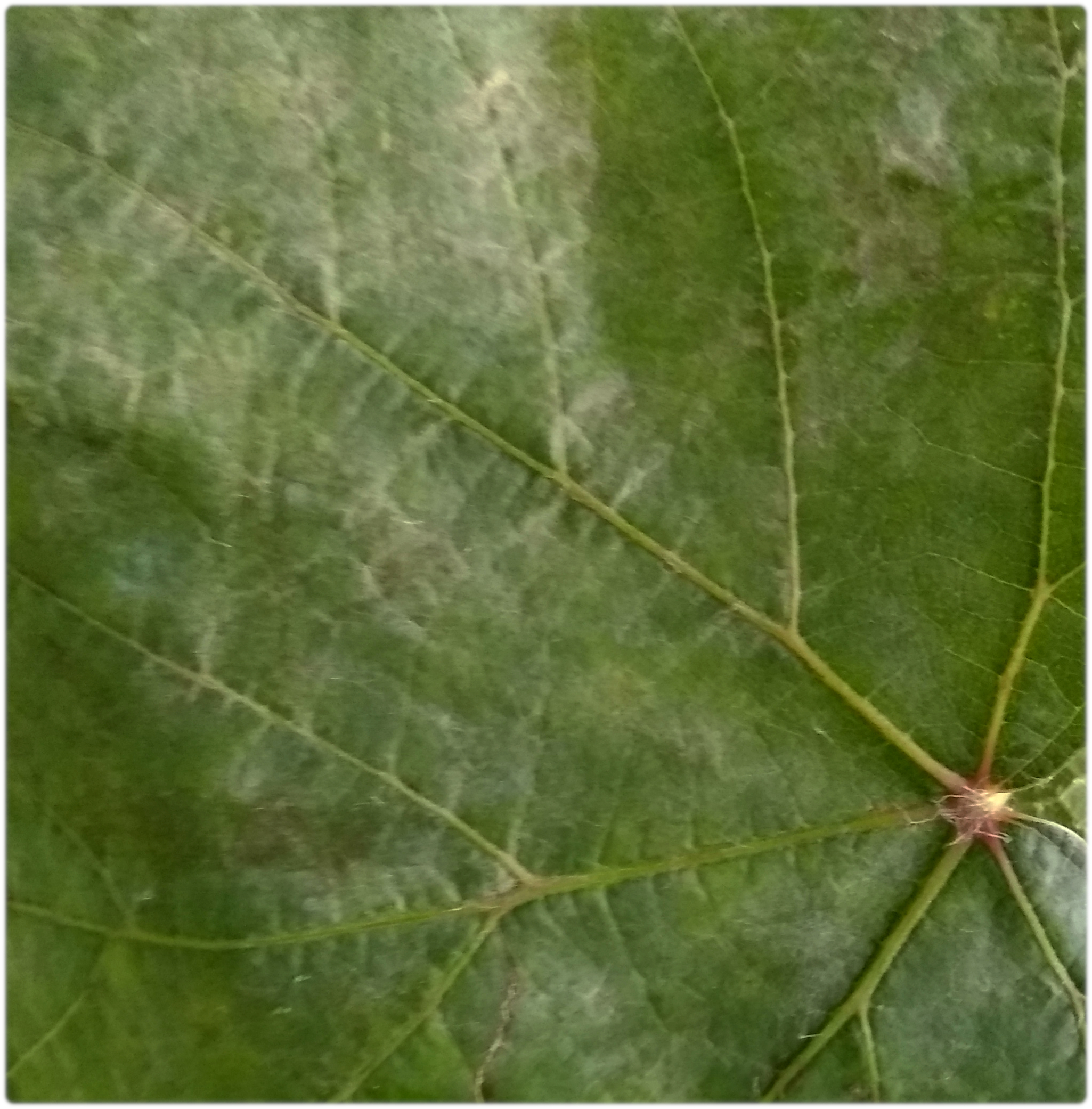 powdery-mildew-leaf.jpg