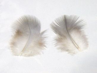 798px-Feather_of_a_little_bird.JPG
