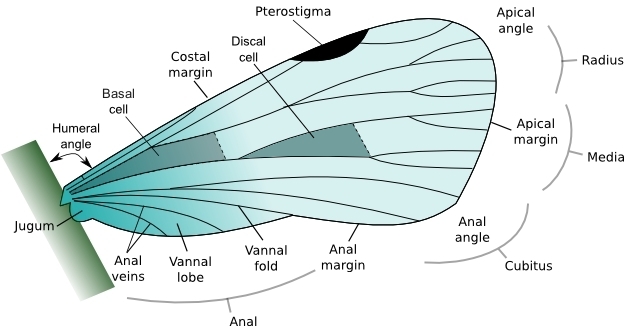 insect-wing-structure.jpg