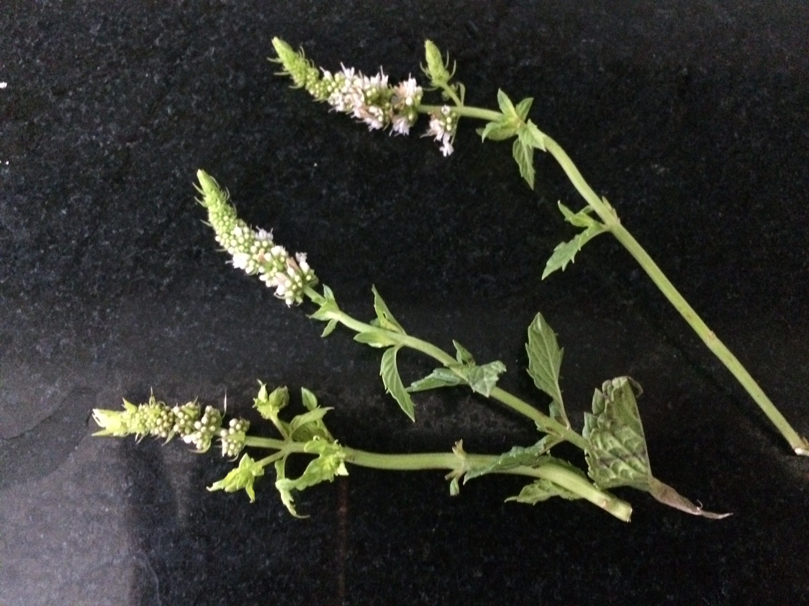 Mint-flowers.jpg