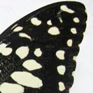 Papilio-demoleus-wing-portion.jpg
