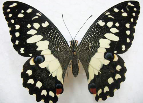 Papilio-demoleus.jpg