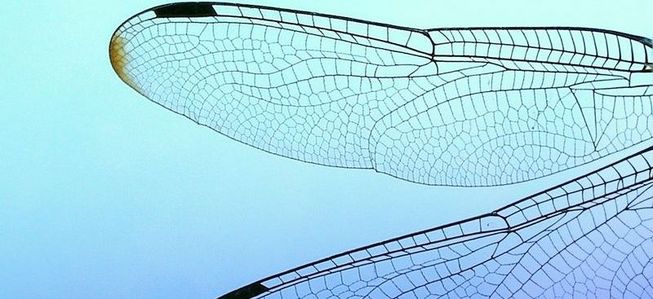 dragonfly-wing.jpg