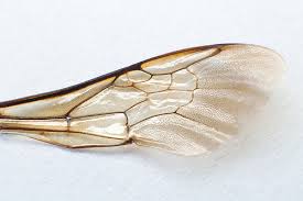 Bee-Wing.jpg