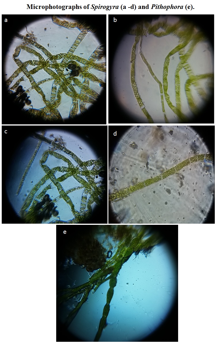Spirogyra-and-Pithophora.jpg