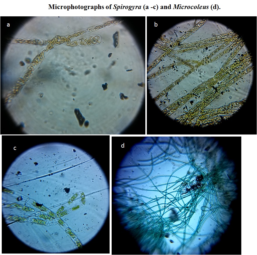 Spirogyra-and-Microcoleus.jpg
