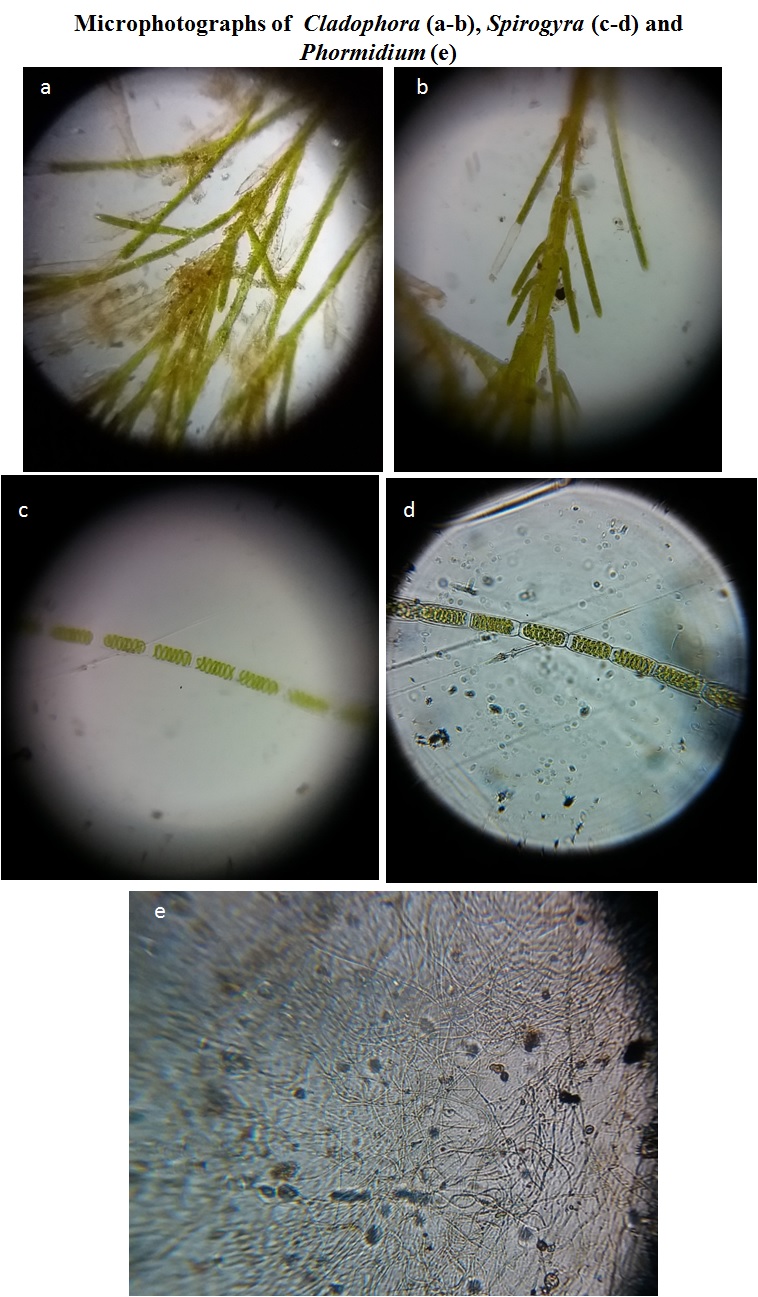 Cladophora-Spirogyra-and-Phormidium.jpg
