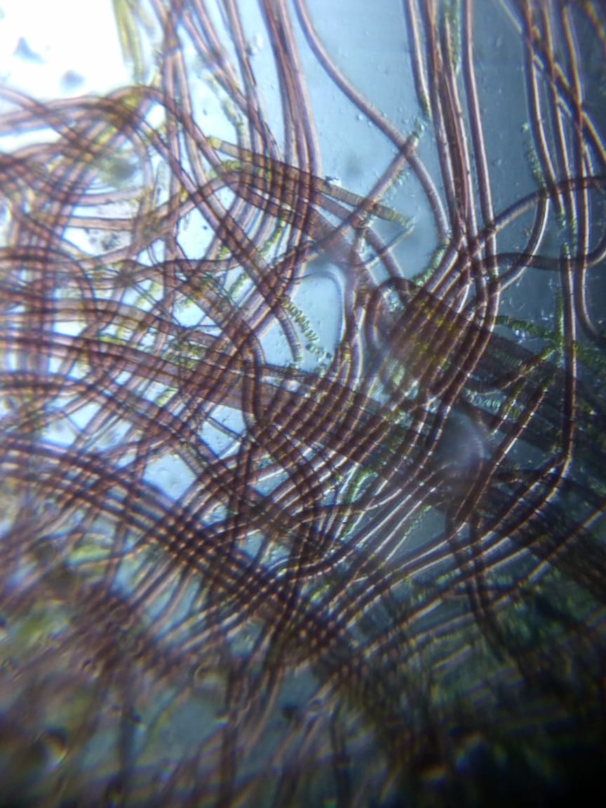 Oscillatoria1.jpg