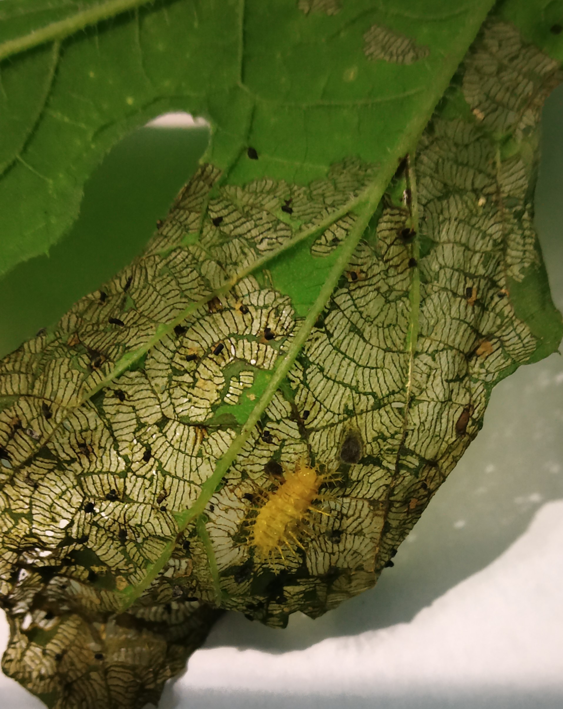 grub of Epilachna feeding on leaf