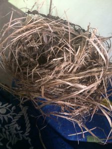 nest-2.jpeg