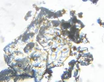 Stomata-observed-in-Powder.jpg