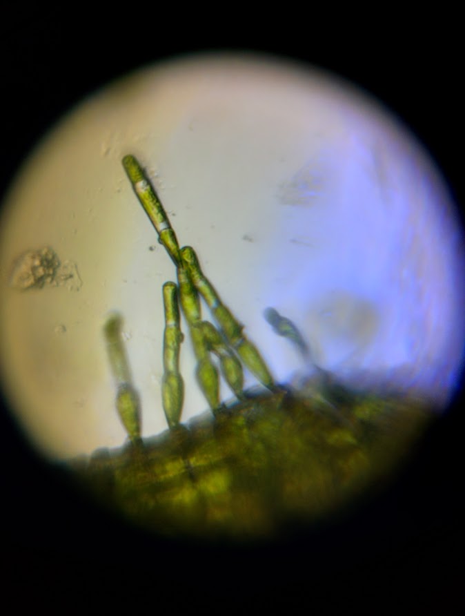 Cn_Trichome.jpg