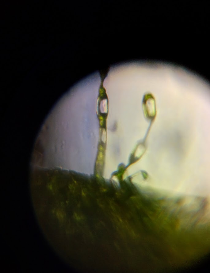 Cn_Trichome_dessicated.jpg