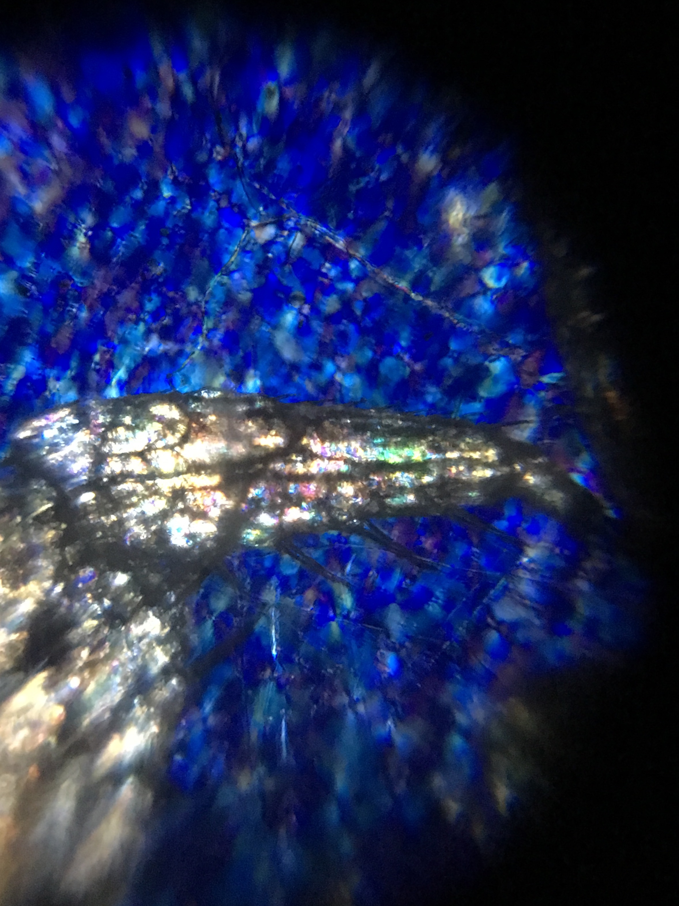SowbuglegpolarizFoldscope.jpg