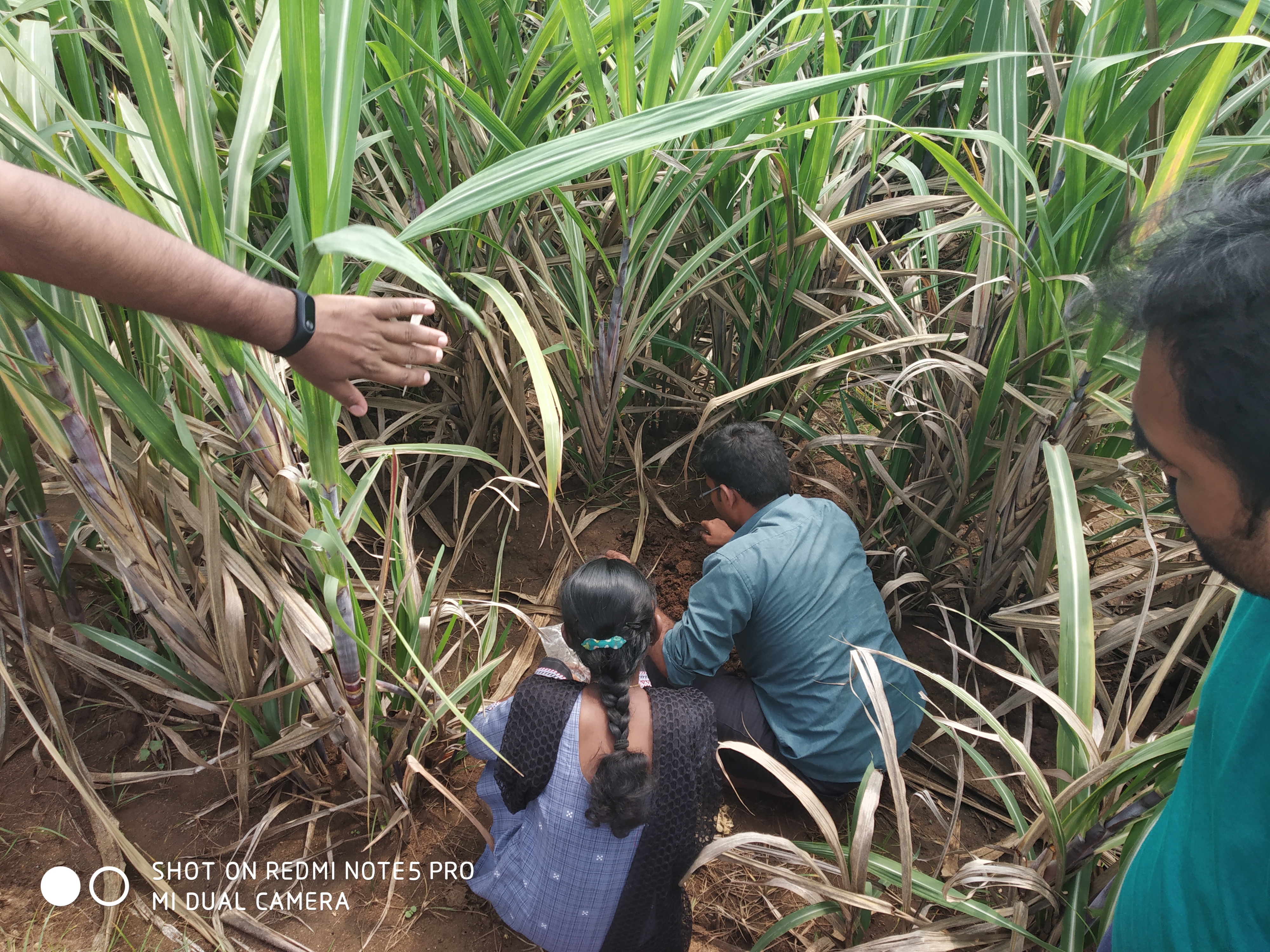 Sugarcane-field.jpg