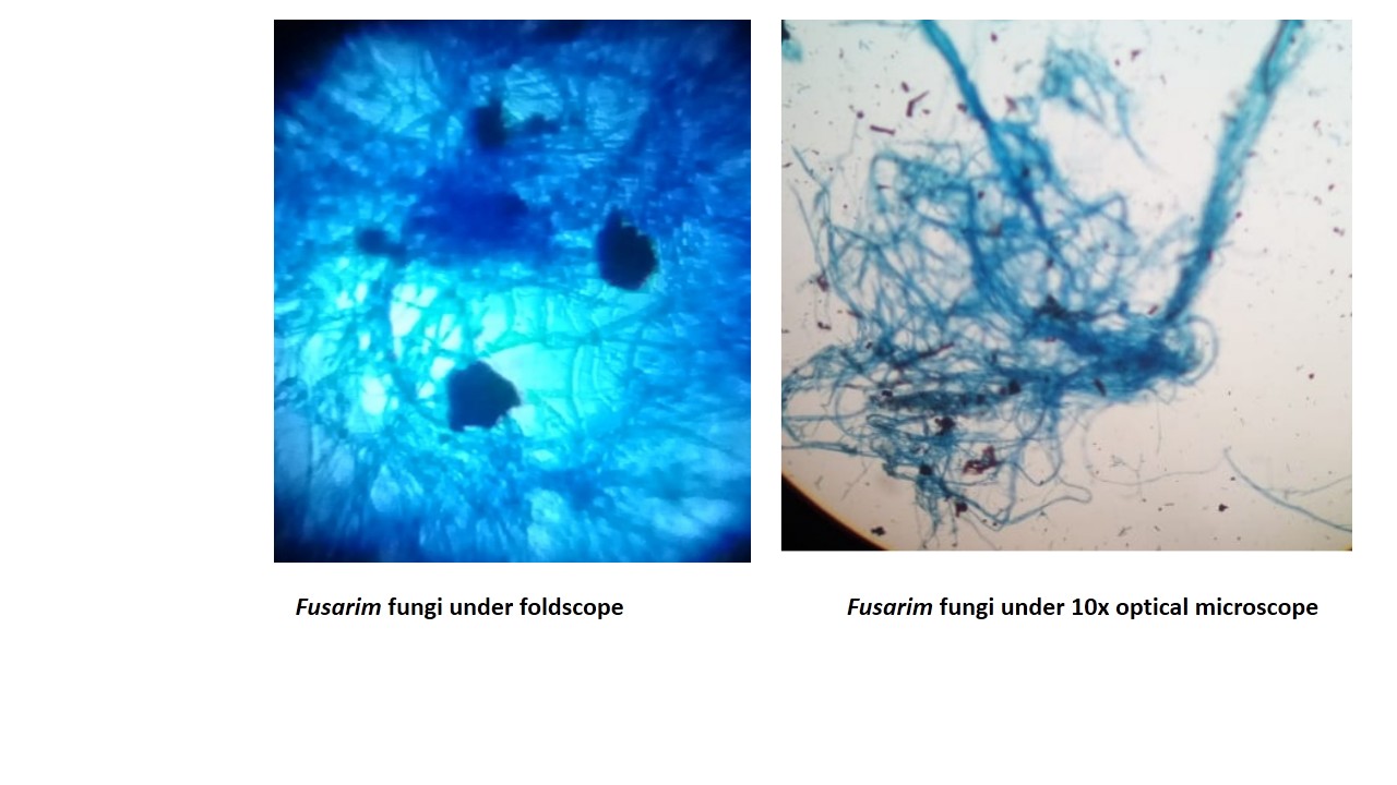 fusarium.jpg