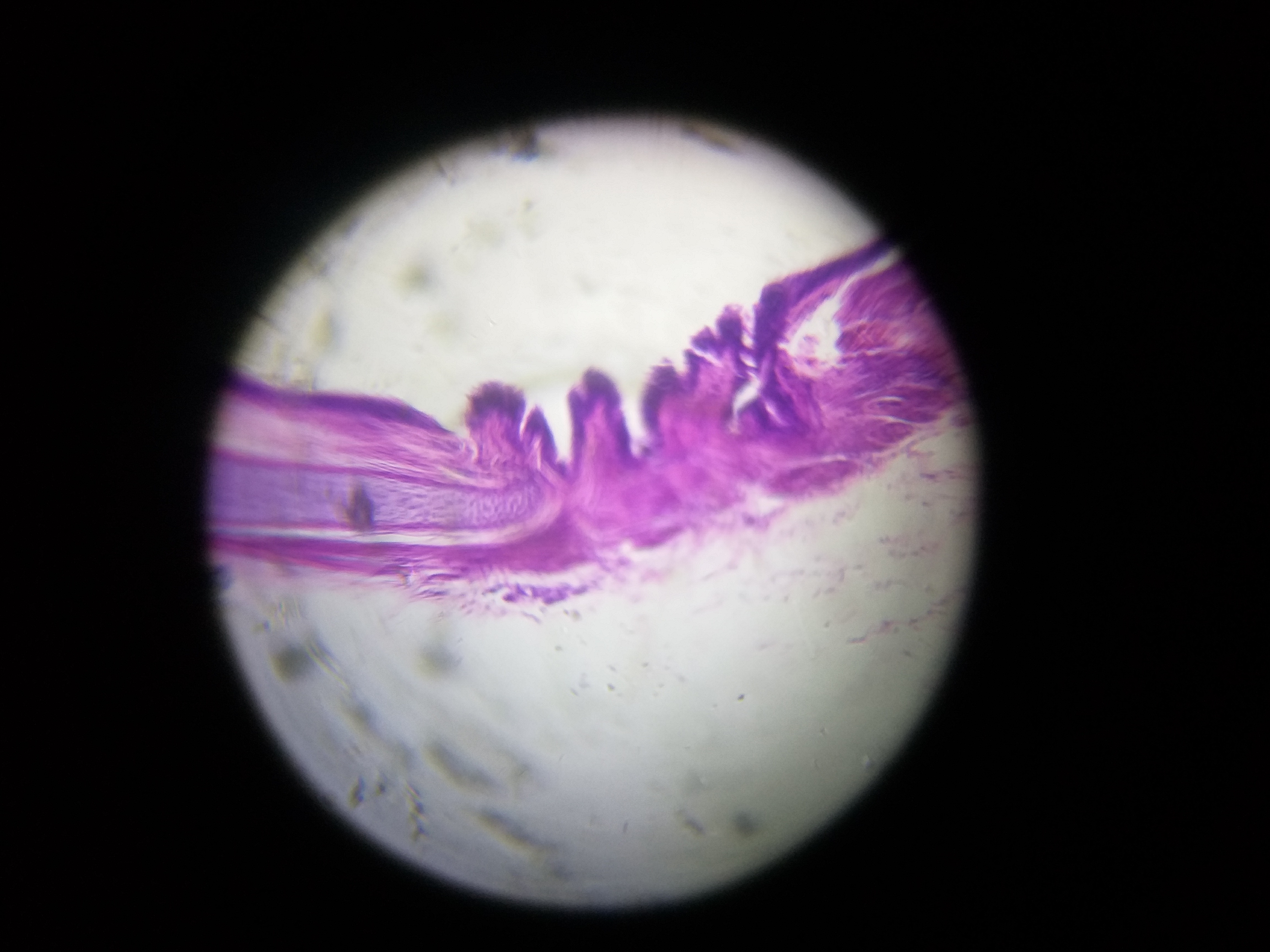 Histology-Hyaline-Cartilage-T.S-8.jpg