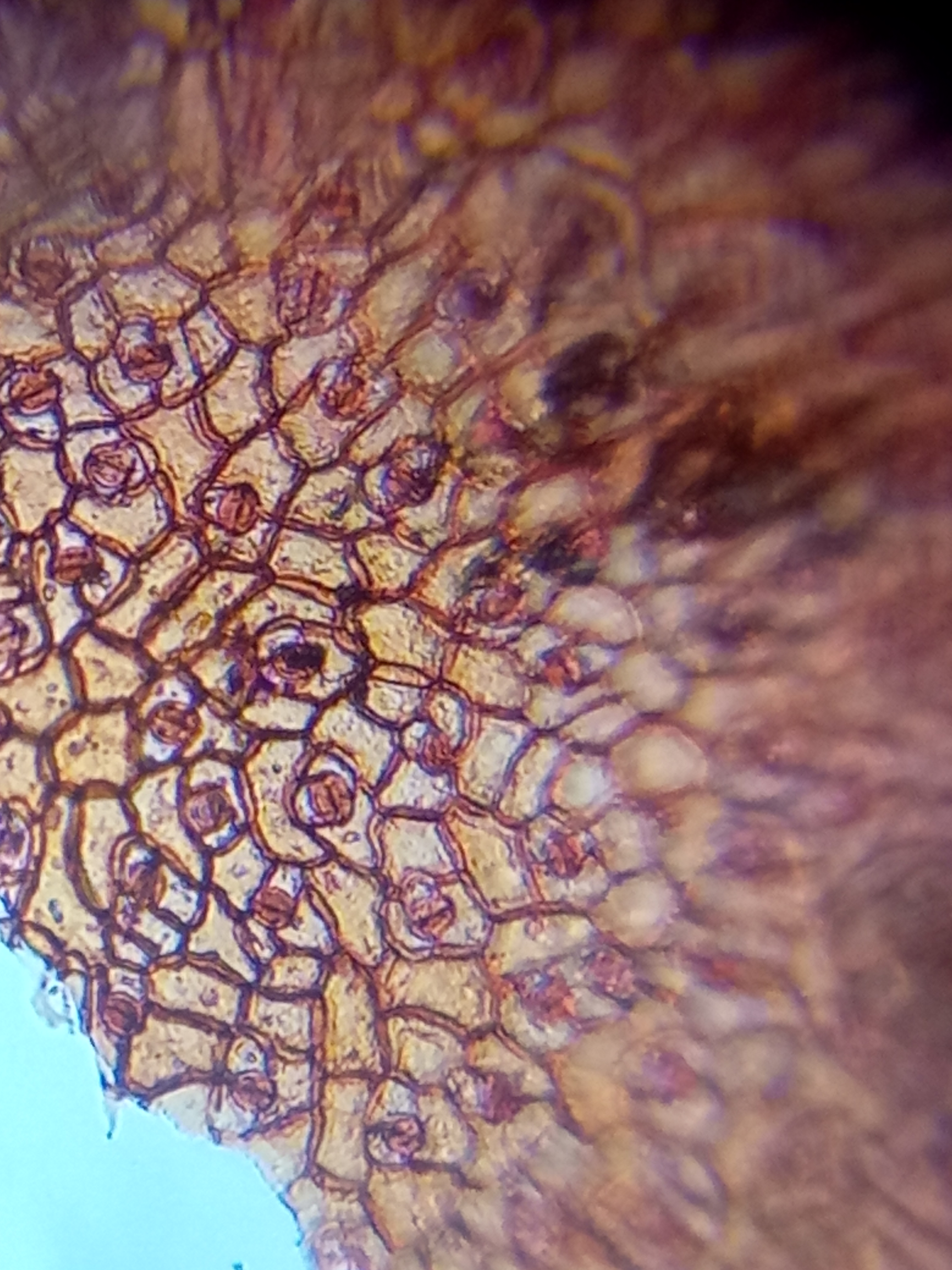 stomata-of-cabbage-4.jpg